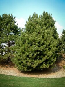 Сосна Чёрная (Pinus Nigra) купить по цене от 270.00р. в интернет-магазине «Посадика» с доставкой почтой в в Заполярныйе и по всей России – [изображение №1].