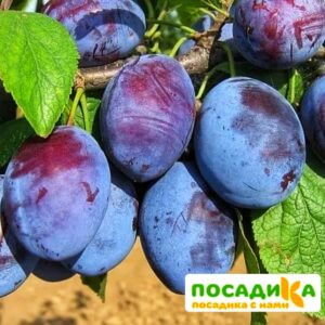 Слива Чачакская ранняя купить по цене от 229.00р. в интернет-магазине «Посадика» с доставкой почтой в в Заполярныйе и по всей России – [изображение №1].