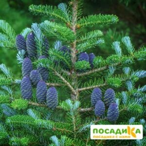 Пихта корейская (Abies koreana) купить по цене от 450.00р. в интернет-магазине «Посадика» с доставкой почтой в в Заполярныйе и по всей России – [изображение №1].