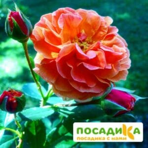 Роза Арабия купить по цене от 350.00р. в интернет-магазине «Посадика» с доставкой почтой в в Заполярныйе и по всей России – [изображение №1].