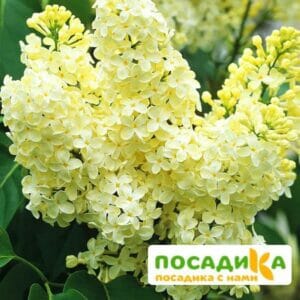 Сирень Примроуз (Primrose) купить по цене от 529.00р. в интернет-магазине «Посадика» с доставкой почтой в в Заполярныйе и по всей России – [изображение №1].