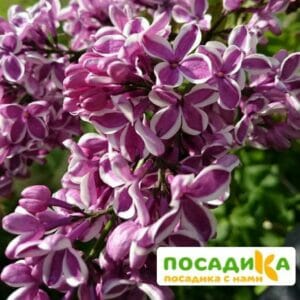 Сирень Сенсация купить по цене от 529.00р. в интернет-магазине «Посадика» с доставкой почтой в в Заполярныйе и по всей России – [изображение №1].