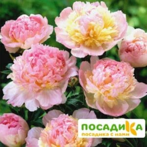 Пион Распберри Сандей (Paeonia Raspberry Sundae) купить по цене от 959р. в интернет-магазине «Посадика» с доставкой почтой в в Заполярныйе и по всей России – [изображение №1].