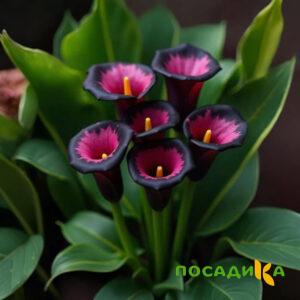 Калла Аура Лейс купить по цене от 400р. в интернет-магазине «Посадика» с доставкой почтой в в Заполярныйе и по всей России – [изображение №1].