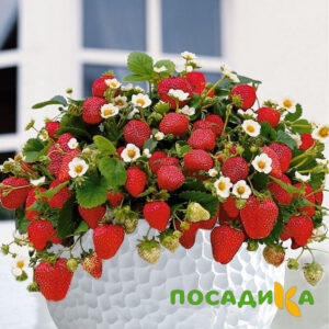 Клубника Рубиновый Шепот (горшечная) купить по цене от 240р. в интернет-магазине «Посадика» с доставкой почтой в в Заполярныйе и по всей России – [изображение №1].