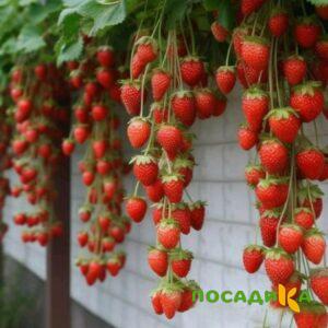 Клубника вьющаяся Комплимент купить по цене от 470р. в интернет-магазине «Посадика» с доставкой почтой в в Заполярныйе и по всей России – [изображение №1].