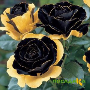 Роза Ханни Сикл купить по цене от 700р. в интернет-магазине «Посадика» с доставкой почтой в в Заполярныйе и по всей России – [изображение №1].