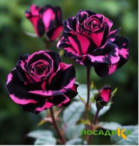 Роза Багровый Шепот купить по цене от 366р. в интернет-магазине «Посадика» с доставкой почтой в в Заполярныйе и по всей России – [изображение №1].