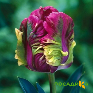 Тюльпан Экзотик Хэвен купить по цене от 186р. в интернет-магазине «Посадика» с доставкой почтой в в Заполярныйе и по всей России – [изображение №1].